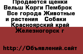 Продаются щенки Вельш Корги Пемброк  - Все города Животные и растения » Собаки   . Красноярский край,Железногорск г.